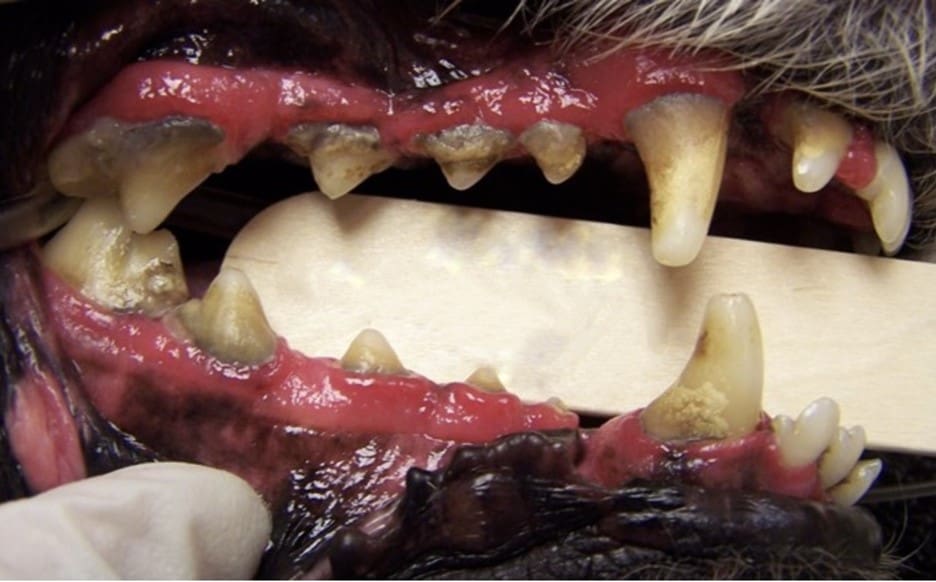 plaque covered teeth causes bad breath in dogs and cats