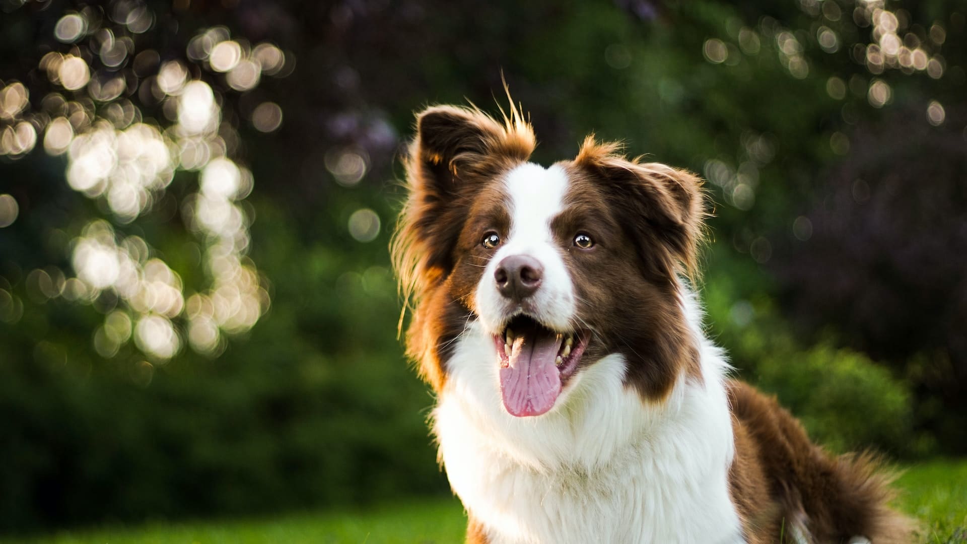 Happy dog with healthy, clean teeth.