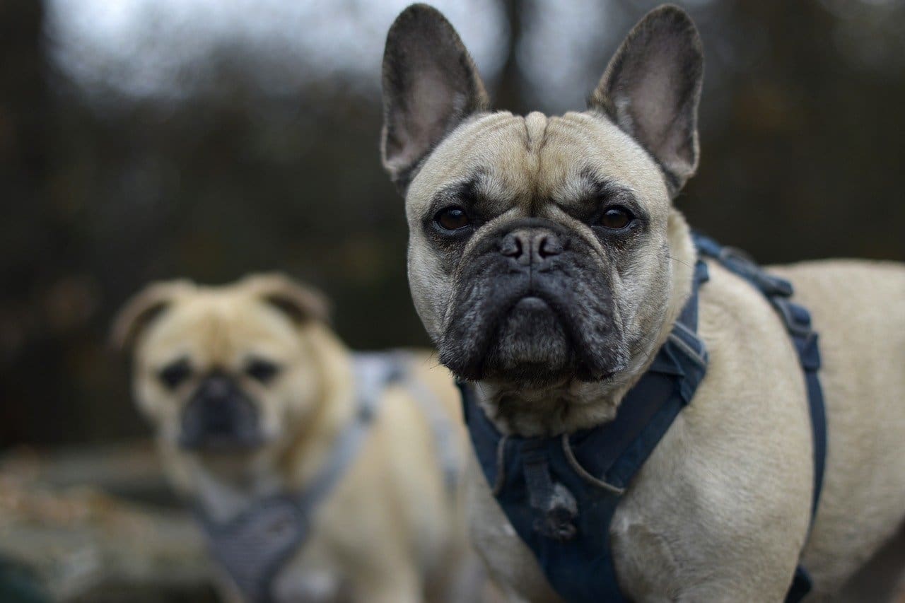 Anesthesia for brachycephalic breeds