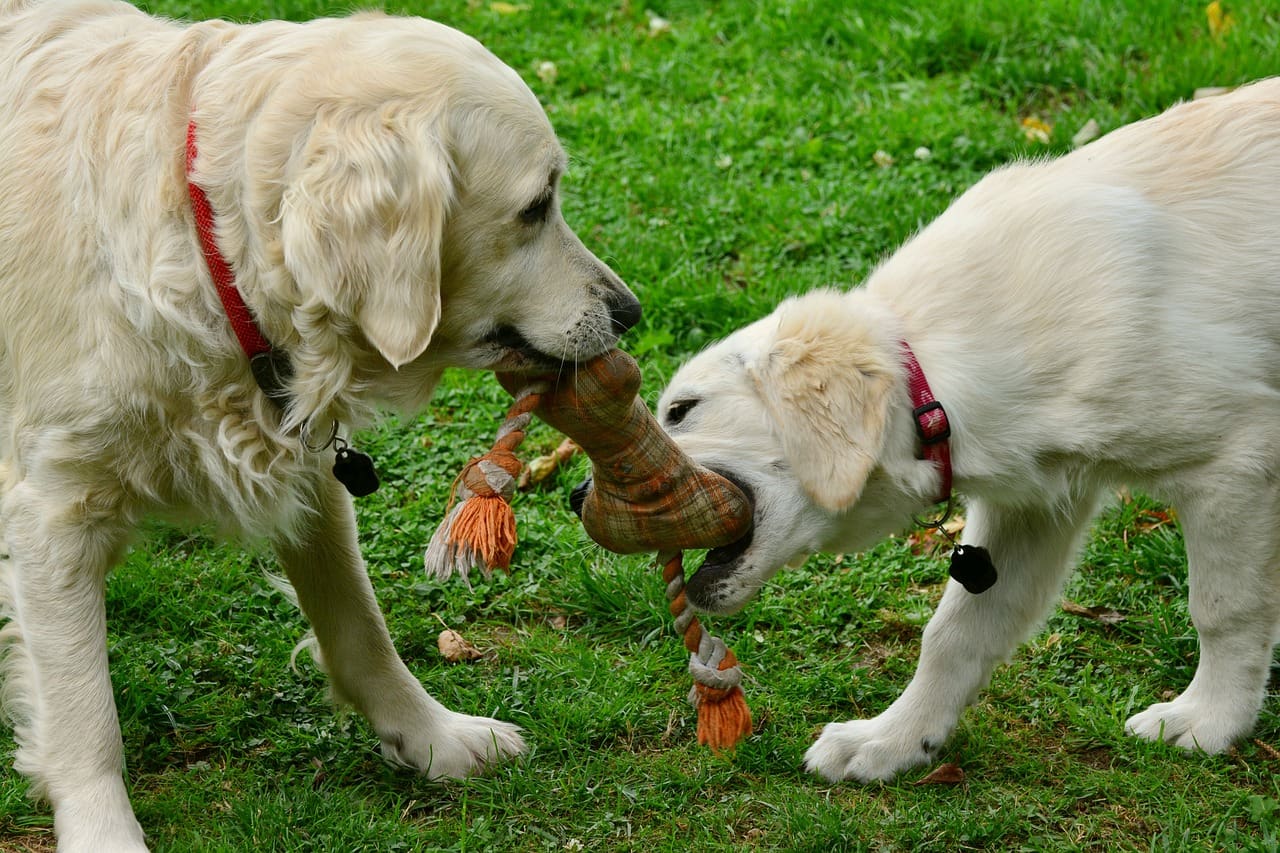 safe chew toys for dogs