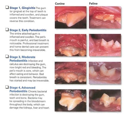 How vets diagnose dog red swollen gums