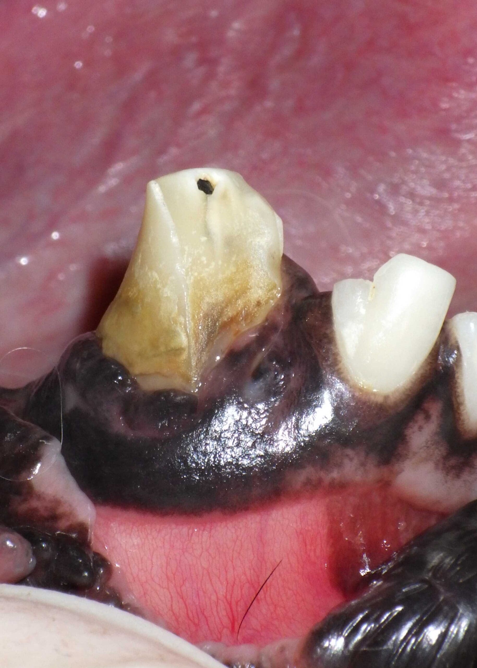 Dog with a fractured canine tooth